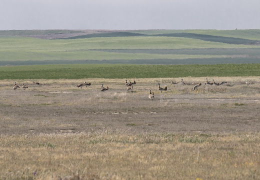 OTARDA MAGGIORE; Great bustard; Grande Outarde; Otis tarda