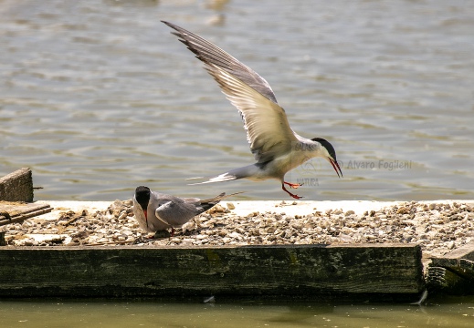 STERNA COMUNE, Common Tern, Sterne pierregarin; Sterna hirundo 