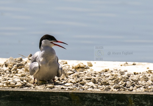 STERNA COMUNE, Common Tern, Sterne pierregarin; Sterna hirundo 