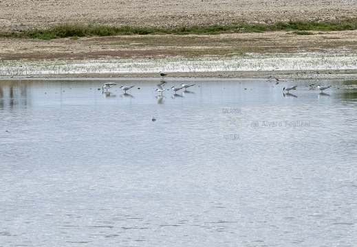 STERNA COMUNE, Common Tern, Sterne pierregarin; Sterna hirundo 