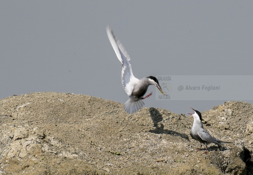 STERNA COMUNE, Common Tern, Sterne pierregarin; Sterna hirundo 