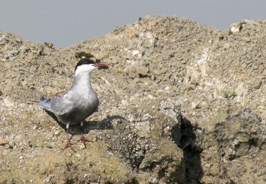 STERNA COMUNE, Common Tern, Sterne pierregarin; Sterna hirundo 