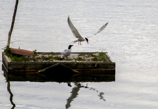 STERNA COMUNE, Common Tern, Sterne pierregarin; Sterna hirundo 