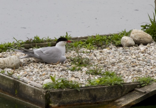 STERNA COMUNE, Common Tern, Sterne pierregarin; Sterna hirundo 