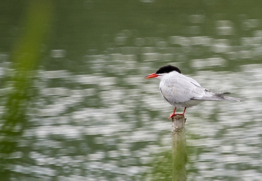 STERNA COMUNE, Common Tern, Sterne pierregarin; Sterna hirundo 