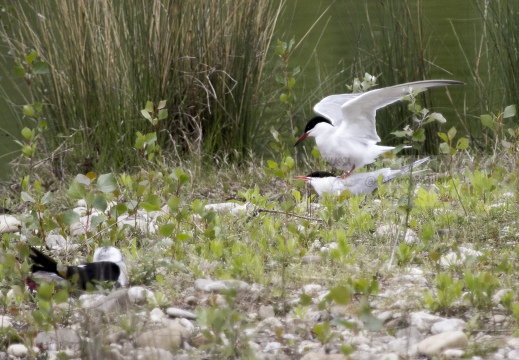 STERNA COMUNE, Common Tern, Sterne pierregarin; Sterna hirundo 