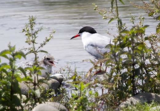 STERNA COMUNE, Common Tern, Sterne pierregarin; Sterna hirundo 