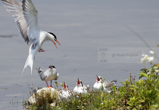 STERNA COMUNE, Common Tern, Sterne pierregarin; Sterna hirundo 