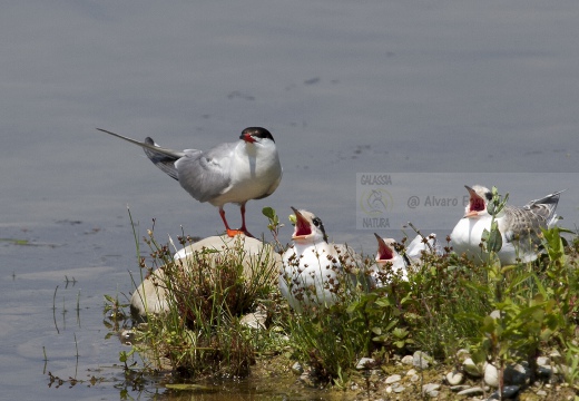 STERNA COMUNE, Common Tern, Sterne pierregarin; Sterna hirundo 