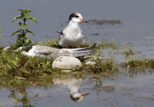 STERNA COMUNE, Common Tern, Sterne pierregarin; Sterna hirundo 