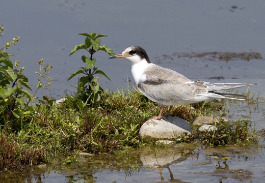 STERNA COMUNE, Common Tern, Sterne pierregarin; Sterna hirundo 