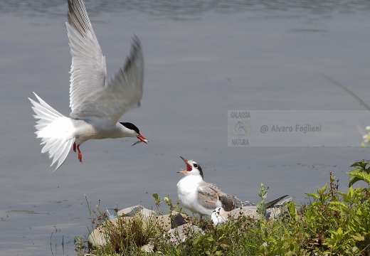 STERNA COMUNE, Common Tern, Sterne pierregarin; Sterna hirundo 