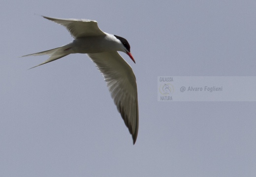 STERNA COMUNE, Common Tern, Sterne pierregarin; Sterna hirundo 