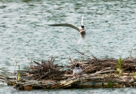 STERNA COMUNE, Common Tern, Sterne pierregarin; Sterna hirundo 