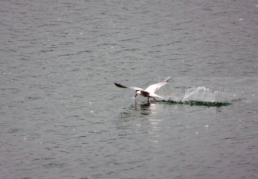 STERNA COMUNE, Common Tern, Sterne pierregarin; Sterna hirundo 