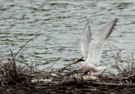 STERNA COMUNE, Common Tern, Sterne pierregarin; Sterna hirundo 