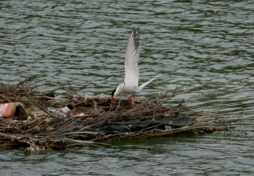 STERNA COMUNE, Common Tern, Sterne pierregarin; Sterna hirundo 