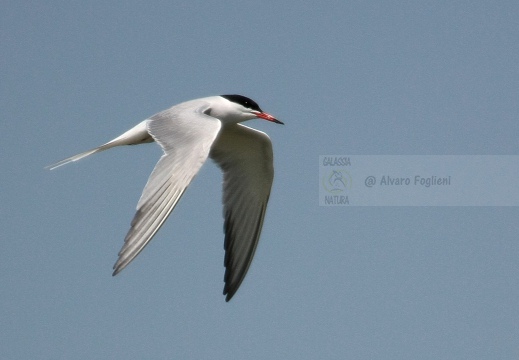 STERNA COMUNE, Common Tern, Sterne pierregarin; Sterna hirundo 