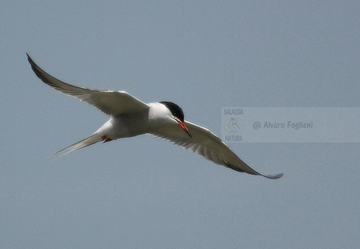 STERNA COMUNE, Common Tern, Sterne pierregarin; Sterna hirundo 