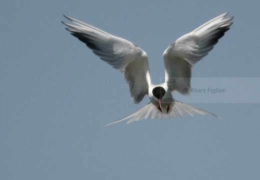 STERNA COMUNE, Common Tern, Sterne pierregarin; Sterna hirundo 