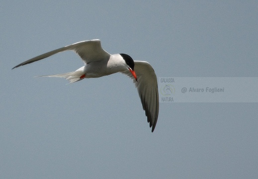 STERNA COMUNE, Common Tern, Sterne pierregarin; Sterna hirundo 