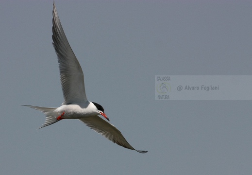 STERNA COMUNE, Common Tern, Sterne pierregarin; Sterna hirundo 