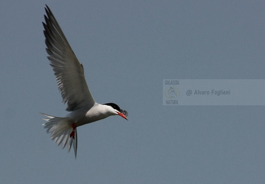 STERNA COMUNE, Common Tern, Sterne pierregarin; Sterna hirundo 