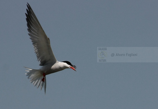 STERNA COMUNE, Common Tern, Sterne pierregarin; Sterna hirundo 