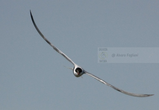 STERNA COMUNE, Common Tern, Sterne pierregarin; Sterna hirundo 