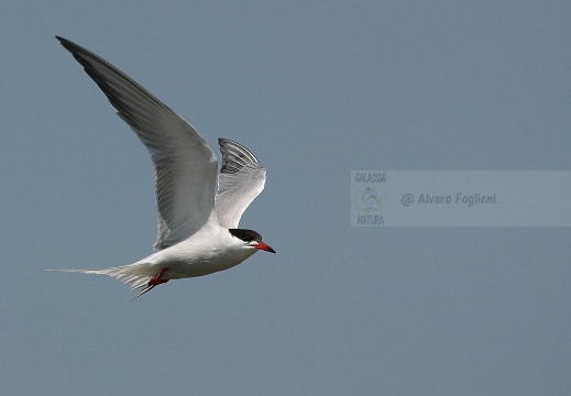 STERNA COMUNE, Common Tern, Sterne pierregarin; Sterna hirundo 