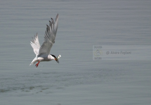 STERNA COMUNE, Common Tern, Sterne pierregarin; Sterna hirundo 