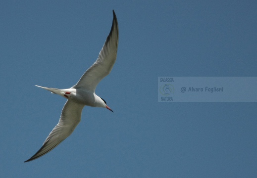 STERNA COMUNE, Common Tern, Sterne pierregarin; Sterna hirundo 