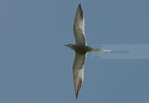 STERNA COMUNE, Common Tern, Sterne pierregarin; Sterna hirundo 