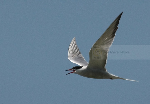 STERNA COMUNE, Common Tern, Sterne pierregarin; Sterna hirundo 