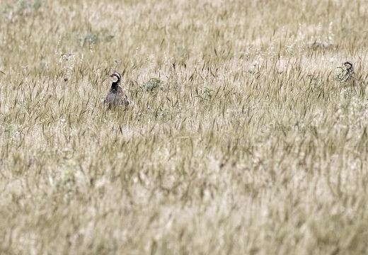 PERNICE ROSSA, Red-legged Partridge, Perdrix rouge;  Alectoris rufa