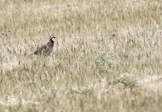 PERNICE ROSSA, Red-legged Partridge, Perdrix rouge;  Alectoris rufa