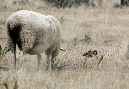 PERNICE ROSSA, Red-legged Partridge, Perdrix rouge;  Alectoris rufa