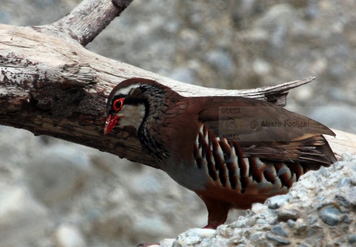 PERNICE ROSSA, Red-legged Partridge, Perdrix rouge;  Alectoris rufa