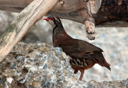 PERNICE ROSSA, Red-legged Partridge, Perdrix rouge;  Alectoris rufa