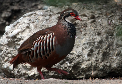 PERNICE ROSSA, Red-legged Partridge, Perdrix rouge;  Alectoris rufa