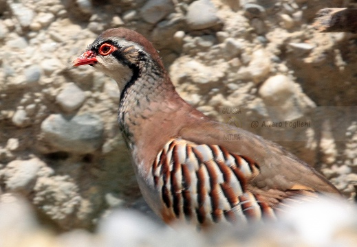 PERNICE ROSSA, Red-legged Partridge, Perdrix rouge;  Alectoris rufa