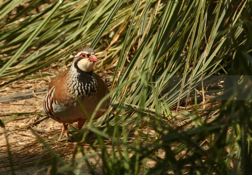 PERNICE ROSSA, Red-legged Partridge, Perdrix rouge;  Alectoris rufa