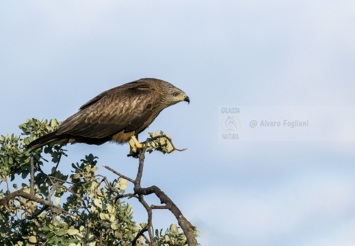 NIBBIO BRUNO, Black Kite, Milan noir; Milvus migrans 