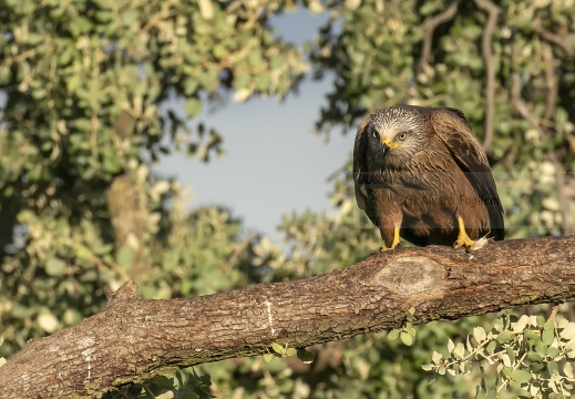 NIBBIO BRUNO, Black Kite, Milan noir; Milvus migrans 