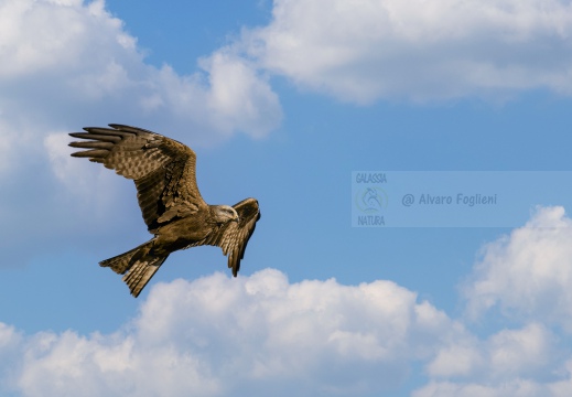 NIBBIO REALE, Red Kite, Milan royal; Milvus milvus