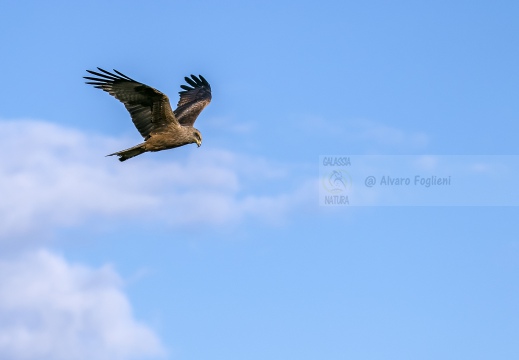 NIBBIO REALE, Red Kite, Milan royal; Milvus milvus