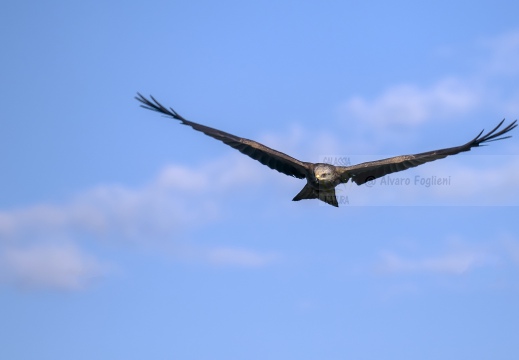 NIBBIO REALE, Red Kite, Milan royal; Milvus milvus