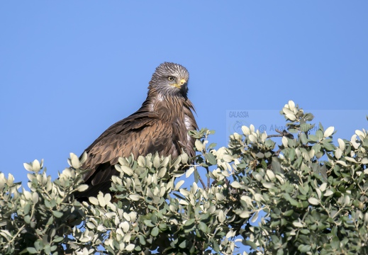 NIBBIO BRUNO, Black Kite, Milan noir; Milvus migrans 