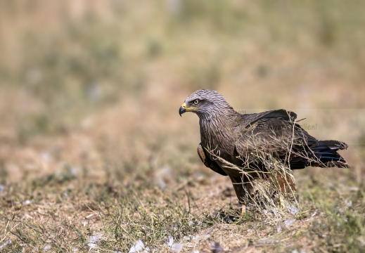 NIBBIO BRUNO, Black Kite, Milan noir; Milvus migrans 