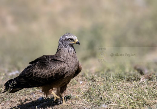 NIBBIO BRUNO, Black Kite, Milan noir; Milvus migrans 